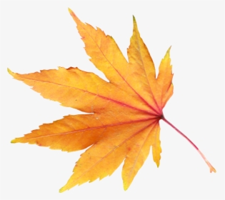 Autumn Png Leaf - Fall Leaf Transparent Background, Png Download, Free Download