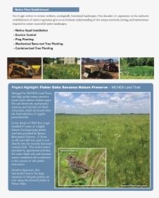 Transparent Prairie Grass Png - Field, Png Download, Free Download