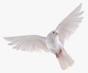 Doves Flying Png - Transparent Background White Doves, Png Download, Free Download