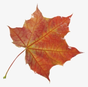 Autumn Png Leaf - Transparent Autumn Maple Leaf Png, Png Download, Free Download