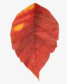 Red Autumn Png Leaf - Autumn Leaves Png, Transparent Png, Free Download