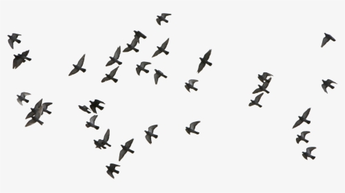 Bird Euclidean Vector - Birds Flying Vector Png, Transparent Png, Free Download