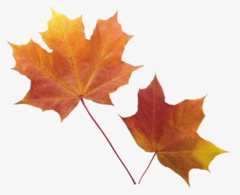 Autumn Png Leaf - Transparent Background Fall Leaves Png, Png Download, Free Download
