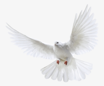 Clip Art For Free Download - White Flying Dove Png, Transparent Png, Free Download