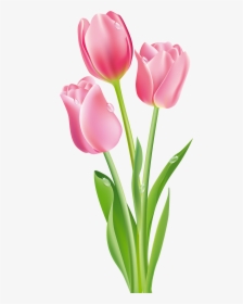 Tulip Flower Clipart Png, Transparent Png, Free Download