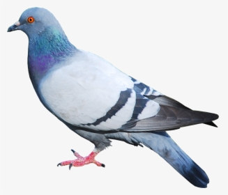 Pigeon Png Image - Pigeon Png, Transparent Png, Free Download
