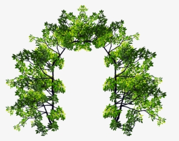 Arch With Green Leaves And Tree Branches Png Image - Leaves Arch, Transparent Png, Free Download