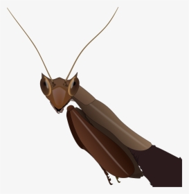 Transparent Mantis Png - Dead Leaf Mantis, Png Download, Free Download