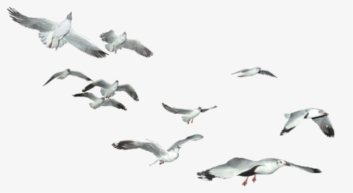 Transparent Seagulls Flying Png - Sea Birds In Png, Png Download, Free Download