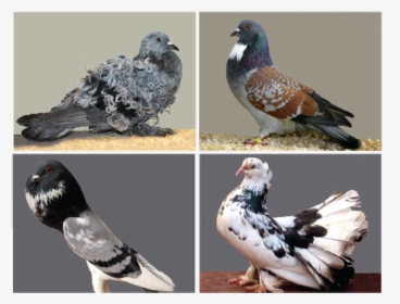 Fancy Pigeon, HD Png Download, Free Download