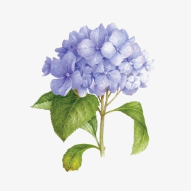 Hydrangea Watercolor Bouquet Png, Transparent Png, Free Download