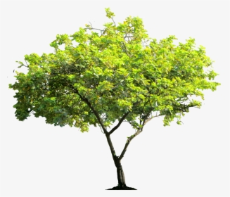Cassiasurattensis Tree Png Image - High Resolution Trees Png, Transparent Png, Free Download