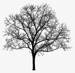 Tree,branch,woody Stem,trunk,black And White - Black And Purple Halloween, HD Png Download, Free Download