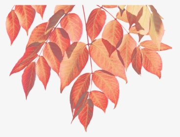 Autumn, Leaves, Nature, Leaf, Colorful Leaf - Fall Watercolor Leaves Png, Transparent Png, Free Download