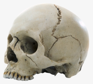 Skull - Example Of The Fixed Joint, HD Png Download, Free Download