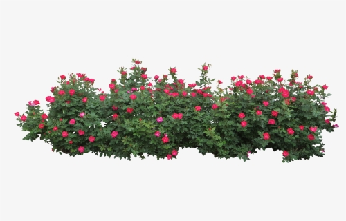 Flower Bush Transparent Background, HD Png Download, Free Download
