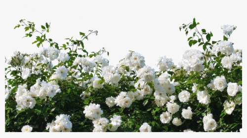 Flower,flowering Family,shrub,multiflora Rose,rosa - White Rose Bush Transparent, HD Png Download, Free Download
