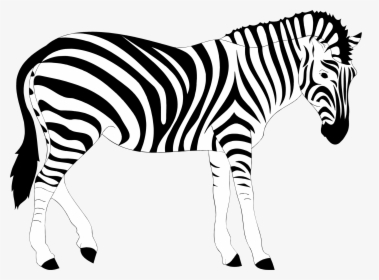 Monochrome - Clipart Of Zebra Black And White, HD Png Download, Free Download