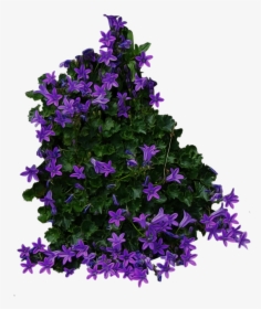 Flowers Top View Png, Transparent Png, Free Download