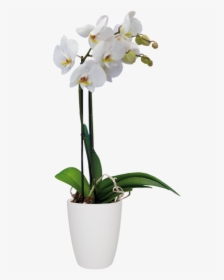 Orchid Png Pot, Transparent Png, Free Download