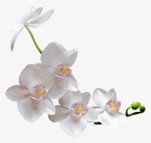 White Orchid - Transparent Orchid Png, Png Download, Free Download