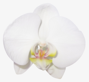 Large Transparent Vanilla Orchid Clipart M=1380664800 - Transparent Orchide Flower, HD Png Download, Free Download