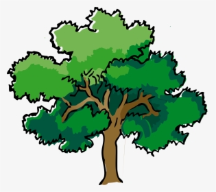 Trees And Shrubs Clipart - Tree Drawing With Color, HD Png Download, Free Download