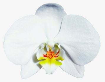 Bridal White Orchid By Jeanicebartzen - Moth Orchid, HD Png Download, Free Download