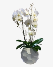 White Orchid Two Stems - Bouquet, HD Png Download, Free Download