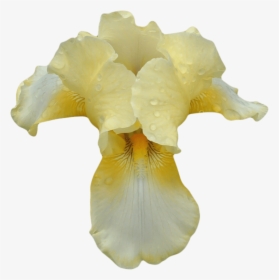 White Yellow Orchid - Beige Orchid Png, Transparent Png, Free Download