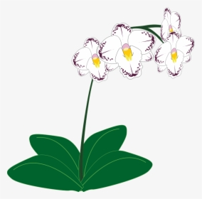 Free To Use Public Domain Orchid Flower Clip Art - Orchids Plants Clipart, HD Png Download, Free Download