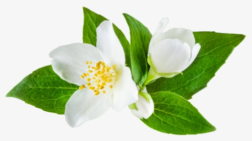 Mogra Flower Png - Jasmine Flower Transparent, Png Download, Free Download