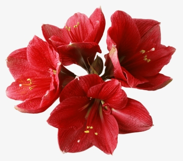Full Flowers Png Hd, Transparent Png, Free Download