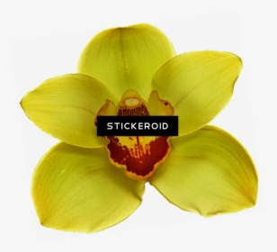 White Orchid , Png Download - Artificial Flower, Transparent Png, Free Download