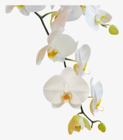 Flowering Plant,moth Flowers,phalaenopsis Sanderiana,orchids - Png Transparente Orquideas Png, Png Download, Free Download