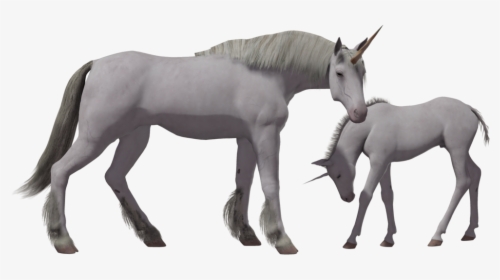 Unicorn Png Image - Real Unicorn Transparent Background, Png Download, Free Download