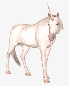 Download And Use Unicorn Png Image Without Background - Unicorn, Transparent Png, Free Download