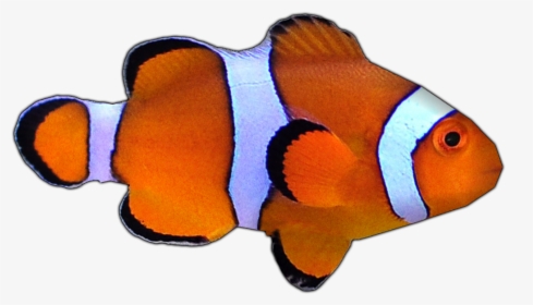 Percula Clownfish By Susan - Holacanthus, HD Png Download, Free Download