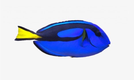 Yellow Clownfish - Blue Tang, HD Png Download, Free Download