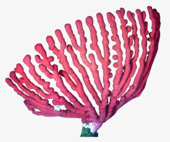 Clip Art Corais Png - Coral Png, Transparent Png, Free Download