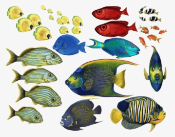 Goldfish Clipart Coral Reef Fish - Tropical Fish Png, Transparent Png, Free Download