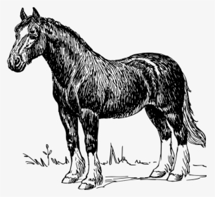 Horse Png Clip Arts - Horse Black And White Illustration, Transparent Png, Free Download
