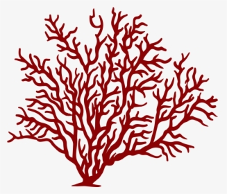 #coral #reef #fish #sea #red #freetoedit - Coral Png, Transparent Png, Free Download