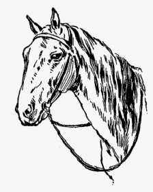 Horse Image Illustration Digital - Mane, HD Png Download, Free Download