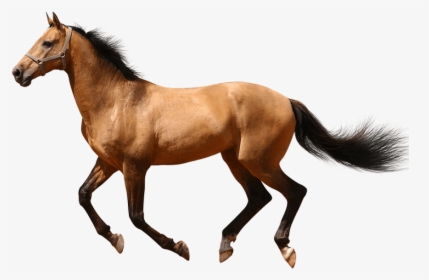 Running Horse No Background Image - Running Transparent Background Horse Png, Png Download, Free Download