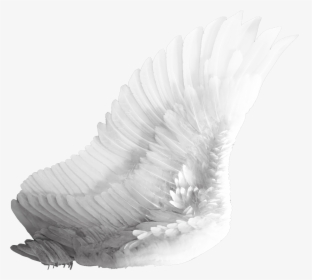 Dragonfly Png Image - White Bird Wing Png, Transparent Png, Free Download