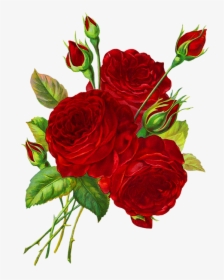 Rose Clipart Red Roses - Transparent Background Rose Flower Drawing Transparent, HD Png Download, Free Download
