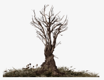 Roots Of A Tree Png - Tree Roots Png, Transparent Png, Free Download