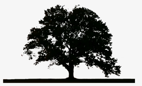 Tree Logo - Tree Logo Png, Transparent Png, Free Download