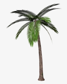 Overlay And Palm Tree Image - Palm Tree Transparent Background, HD Png Download, Free Download